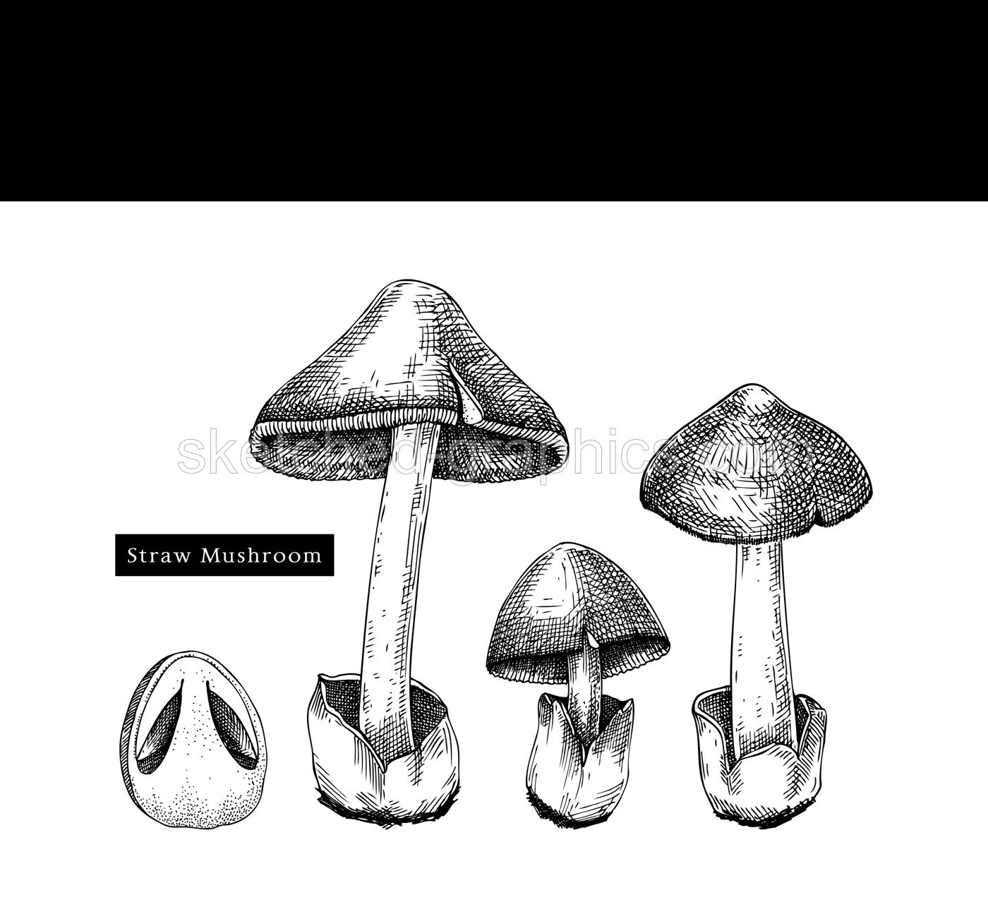 Straw mushroom sketches set. Edible fungus illustrations. Fungal protein, mycoprotein source. Edible mushroom drawing isolated on white. Healthy food and plant-based meat substitutes design element Illustration